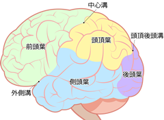 脳の基礎知識
